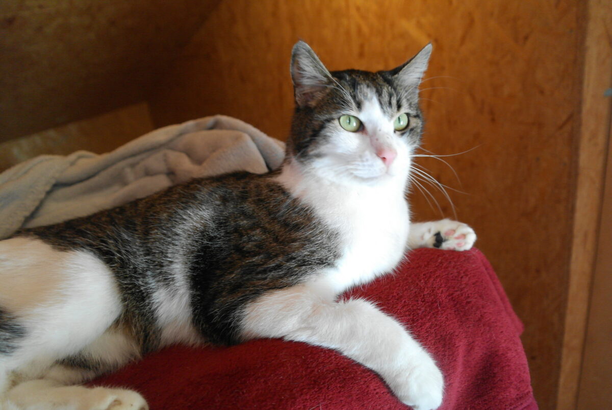 Snorre (2)