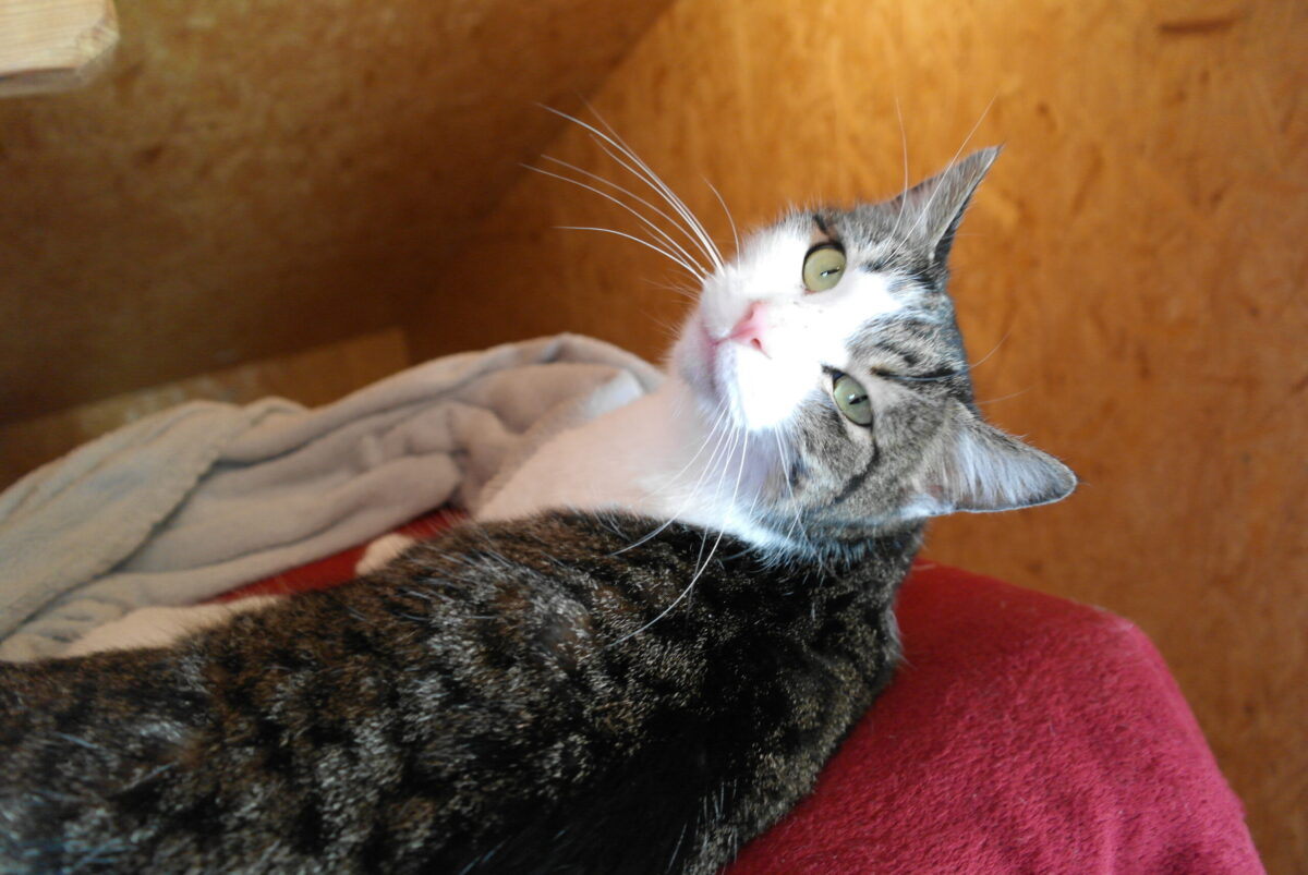 Snorre (3)