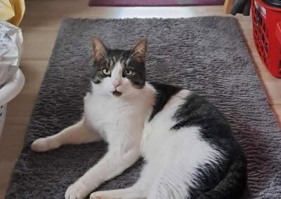 Kater, Stams  (10/2025)