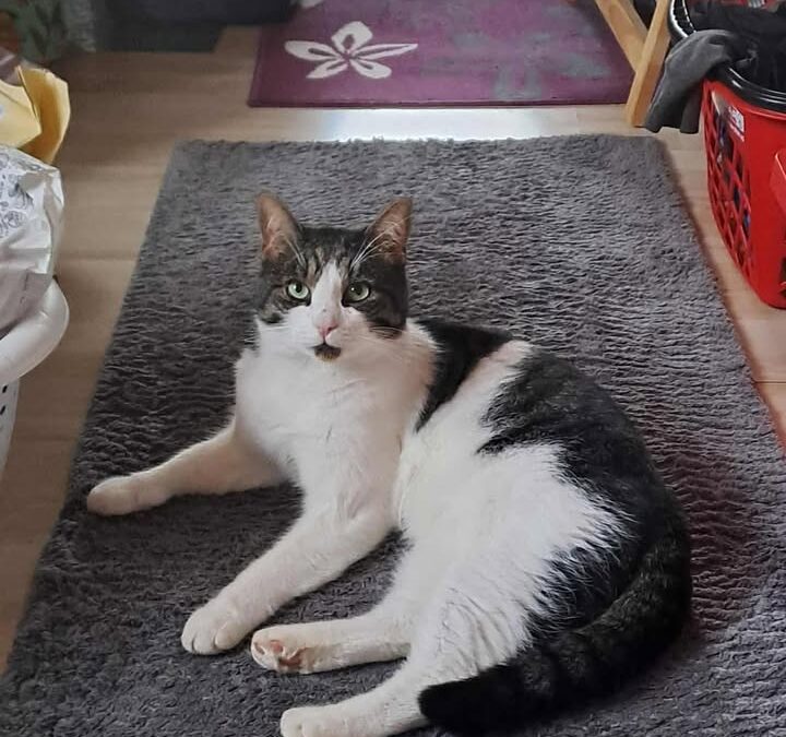 Kater, Stams  (10/2025)