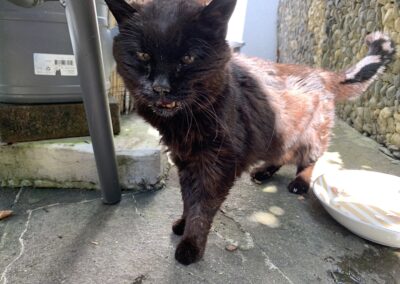 Fundtier Katze, Tarrenz (verstorben)  (10/2025)