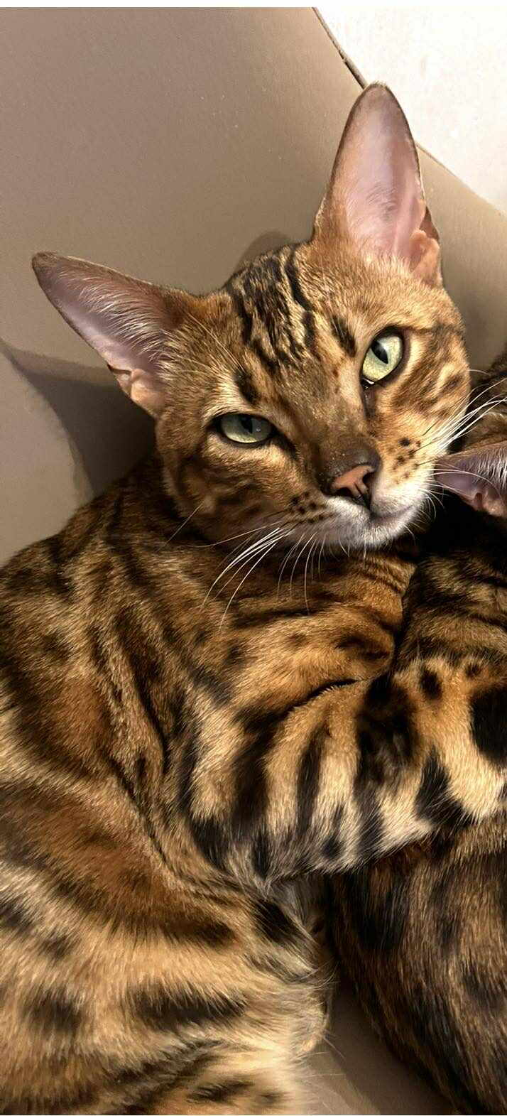 Tarrenz_Kater_Leo1