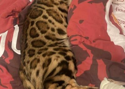 Leo, Tarrenz  (10/2025)
