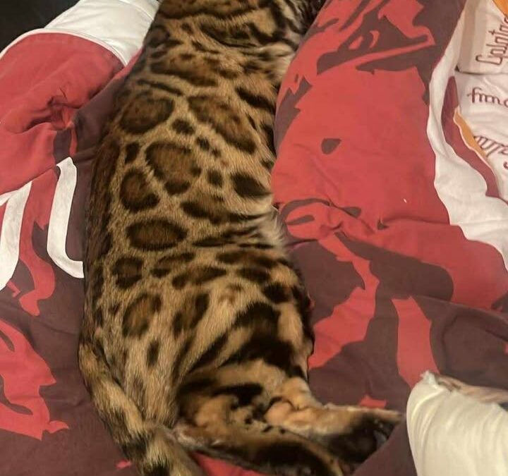 Leo, Tarrenz  (10/2025)