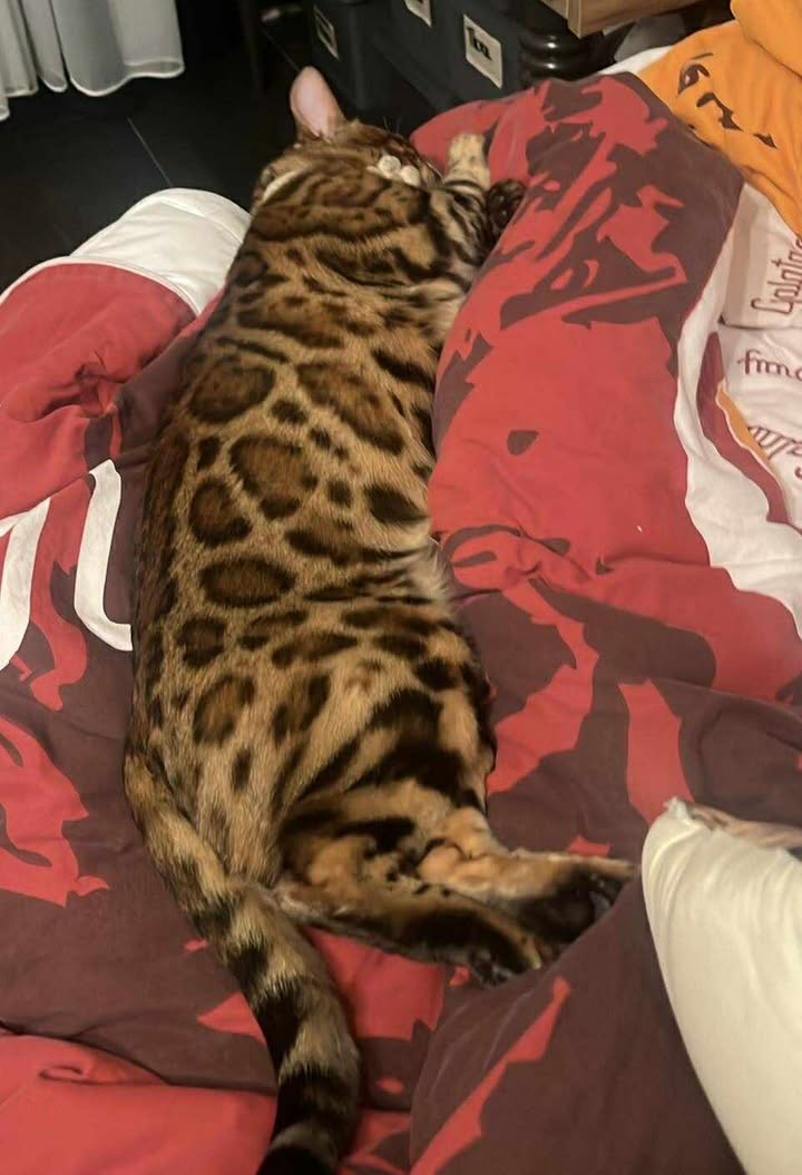 Tarrenz_Kater_Leo2