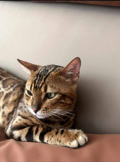 Tarrenz_Kater_Leo3.jpg