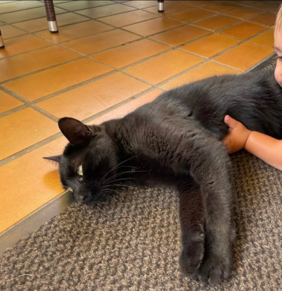 Muffin, Telfs  (10/2025)