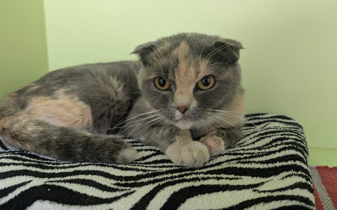 Fundtier Katze, Telfs  (10/2025)