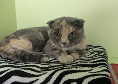 Fundtier Katze, Telfs  (10/2025)