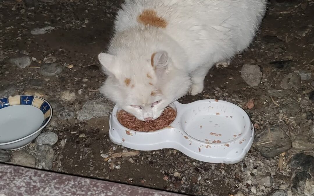 Sichtung Kater, Tösens  (10/2025)