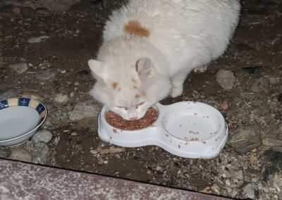 Sichtung Kater, Tösens  (10/2025)