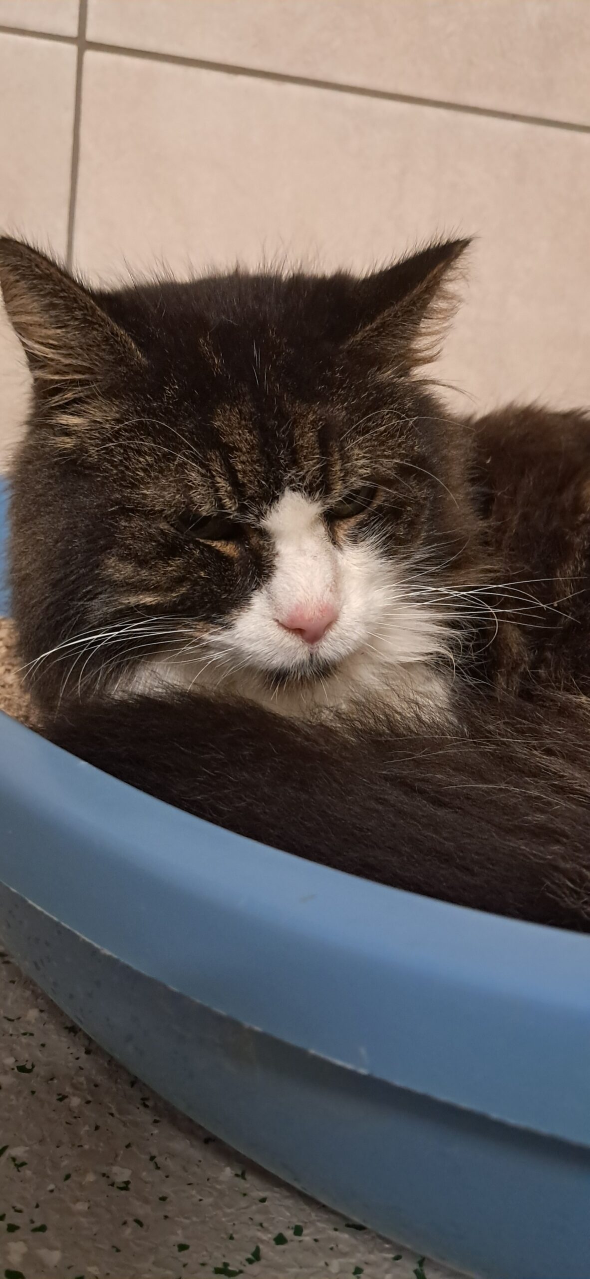 Tulfes_Fundkatze_Tiefgarage
