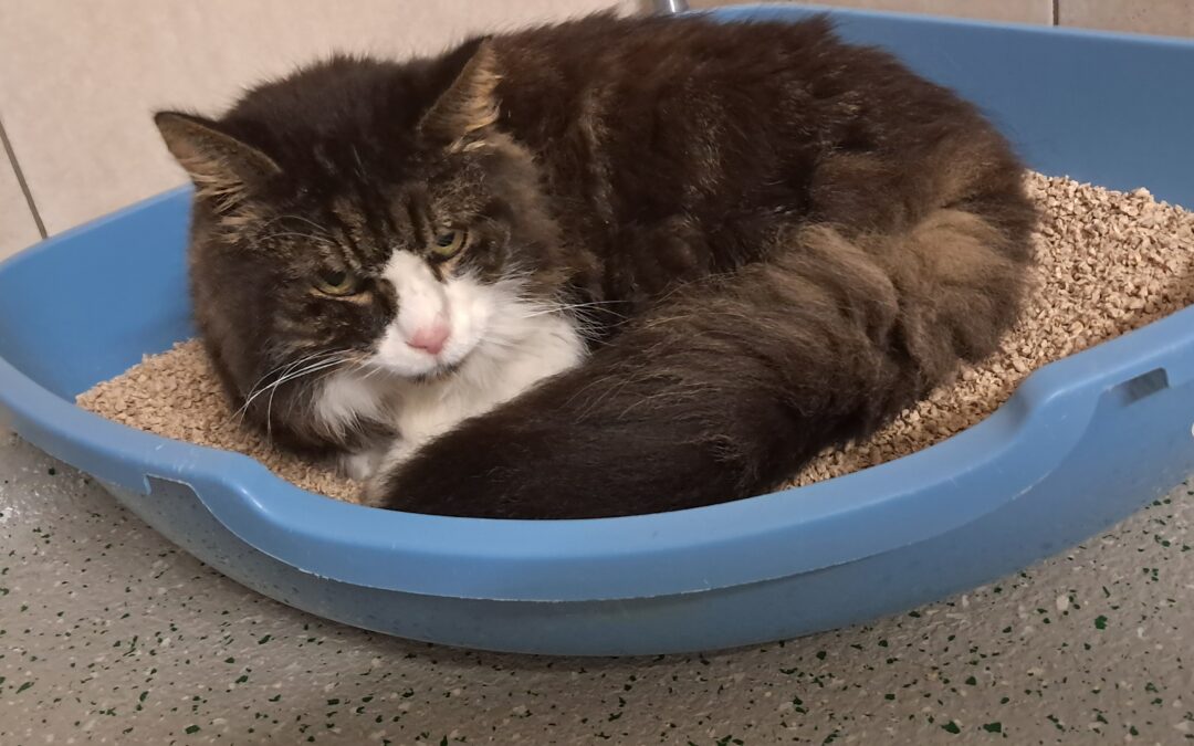 Fundtier Katze, Hall in Tirol (10/2025)