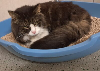 Fundtier Katze, Hall in Tirol (10/2025)