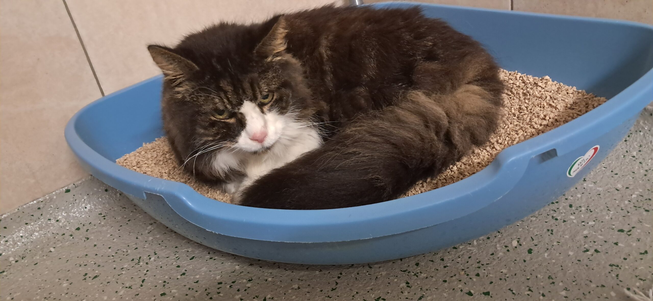 Tulfes_Fundkatze_Tiefgarage2
