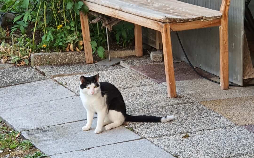 Sichtung Katze, Uderns  (10/2025)