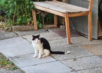 Sichtung Katze, Uderns  (10/2025)