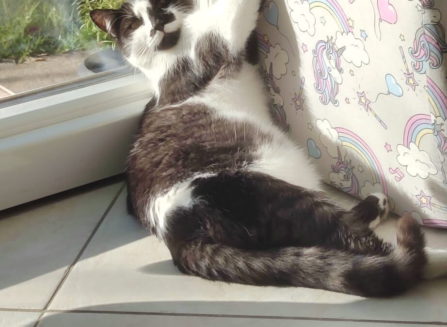 Kakashi, Vomperbach  (10/2025)