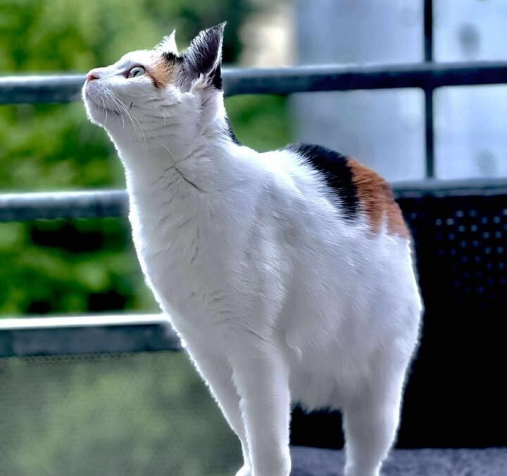 Lucy, Wattens  (09/2025)