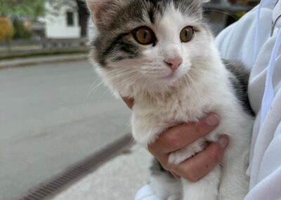 Fundtier Katze, Wildschönau  (10/2025)