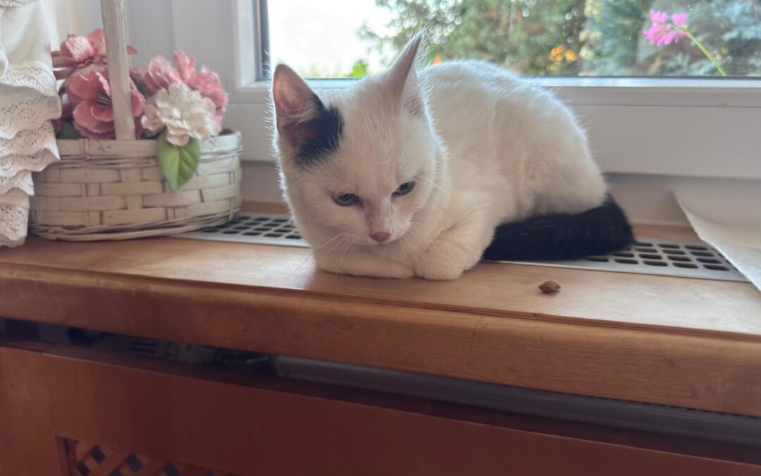 Fundtier Katze, Wörgl (10/25)