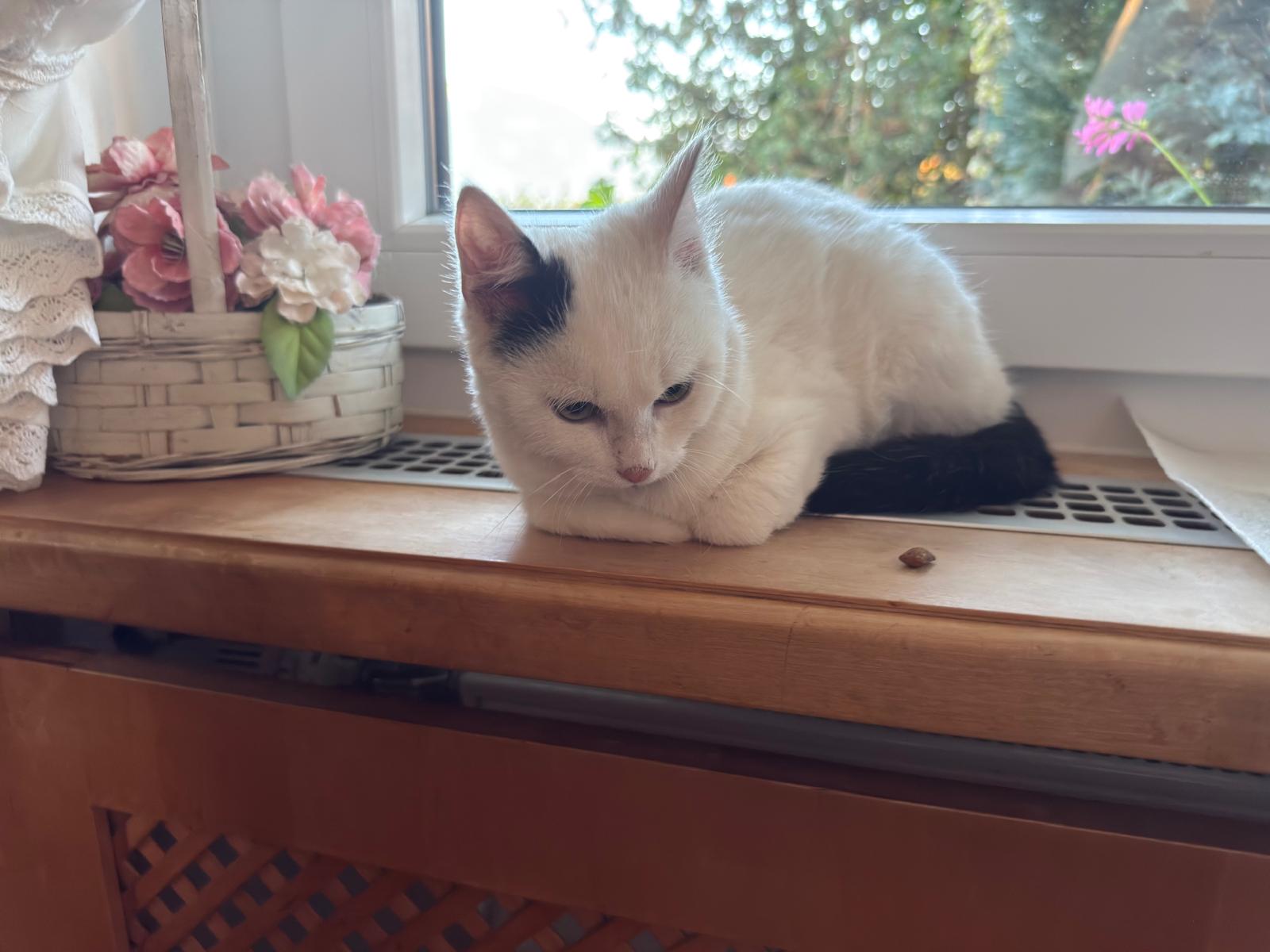 Wörgl_Fundkatze Mayrhofen1