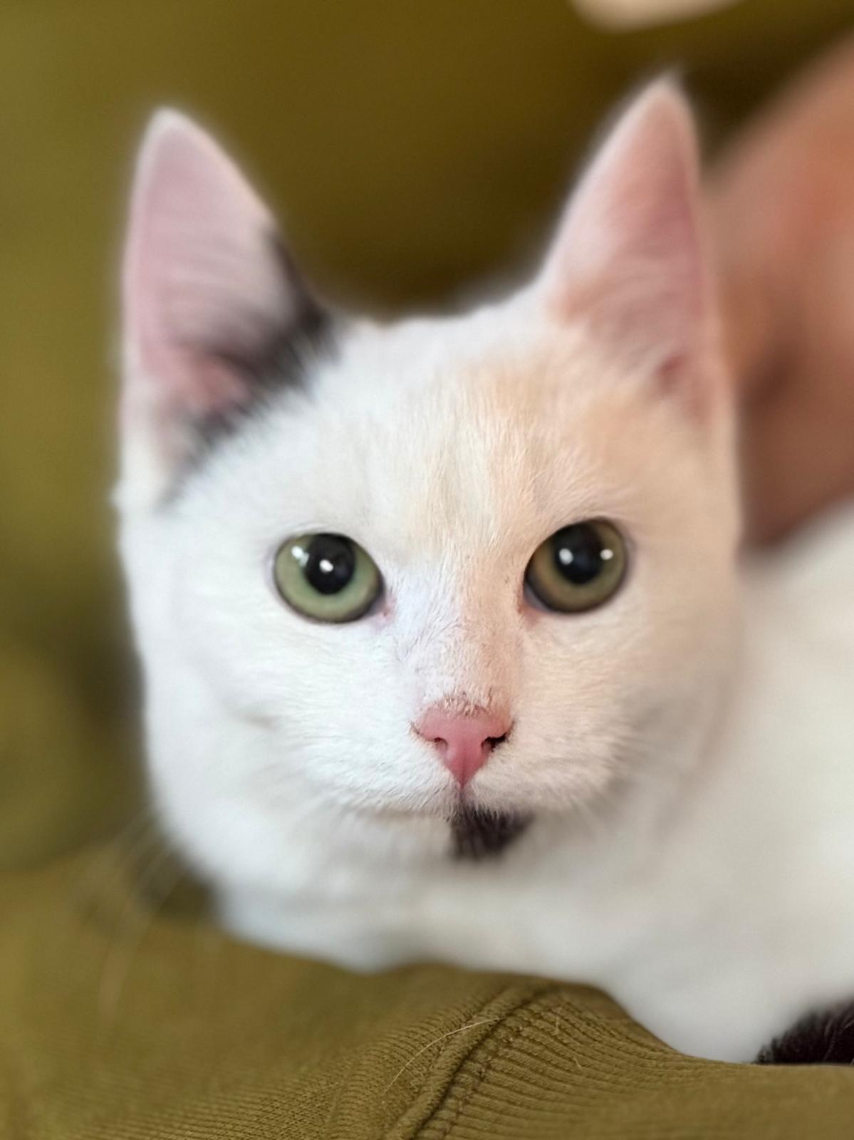 Wörgl_Fundkatze Mayrhofen2