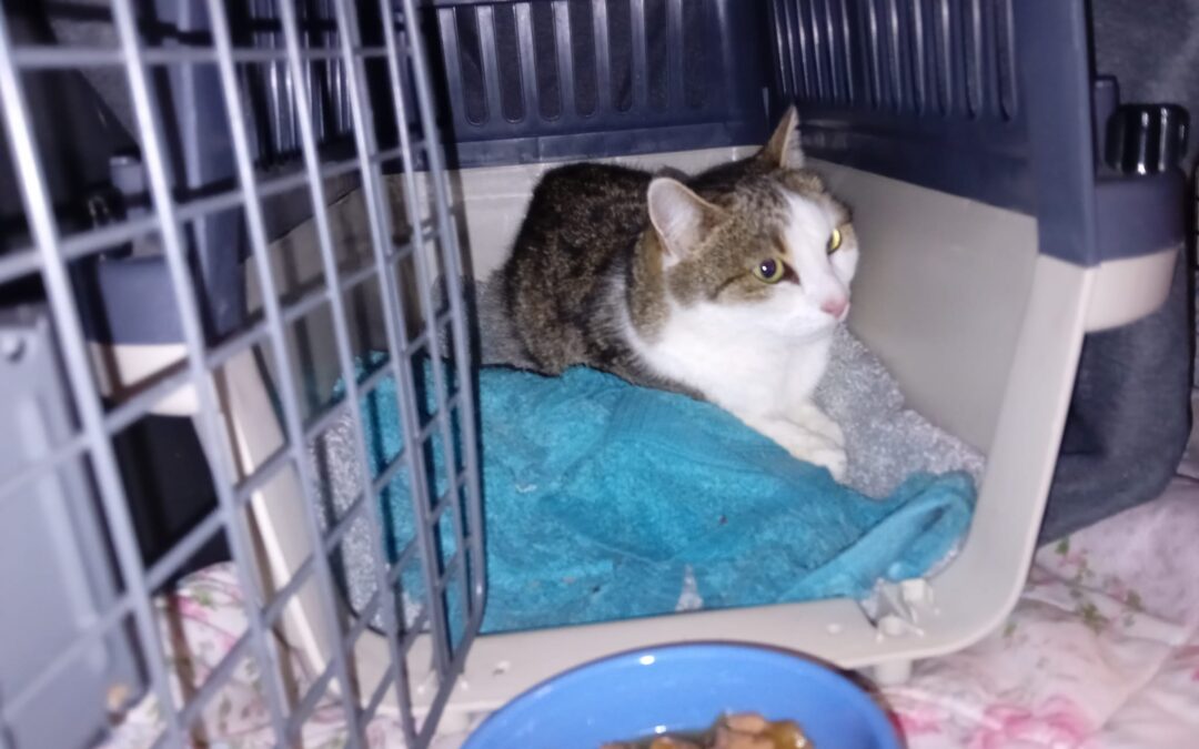 Sichtung Katze, Wörgl  (10/2025)