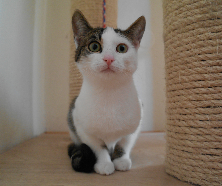 Sponsor werden Symbolbild