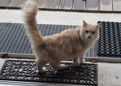 Fundtier Kater, Absam  (11/2025)