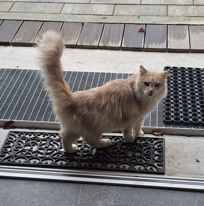 Fundtier Kater, Absam  (11/2025)