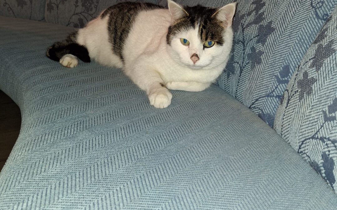 Carlo, Achenkirch  (11/2025)