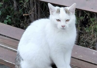 Fundtier Katze, Faggen  (11/2025)