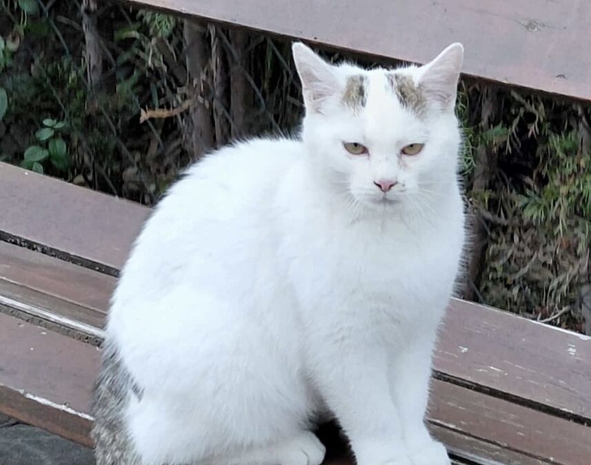 Fundtier Katze, Faggen  (11/2025)