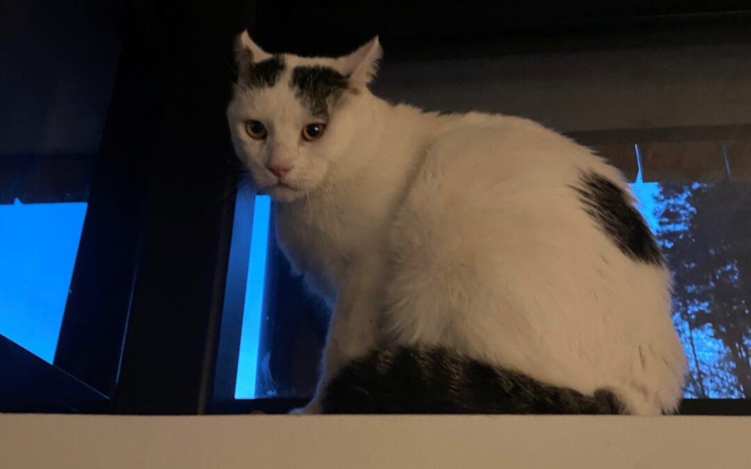 Fundkater, Hochrum  (11/2025)