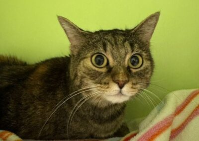 Fundkatze, Innsbruck  (11/2025)