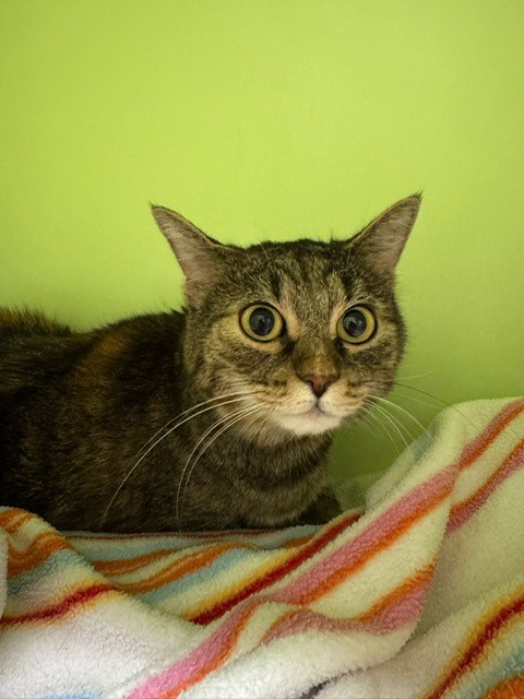 Fundkatze, Innsbruck  (11/2025)