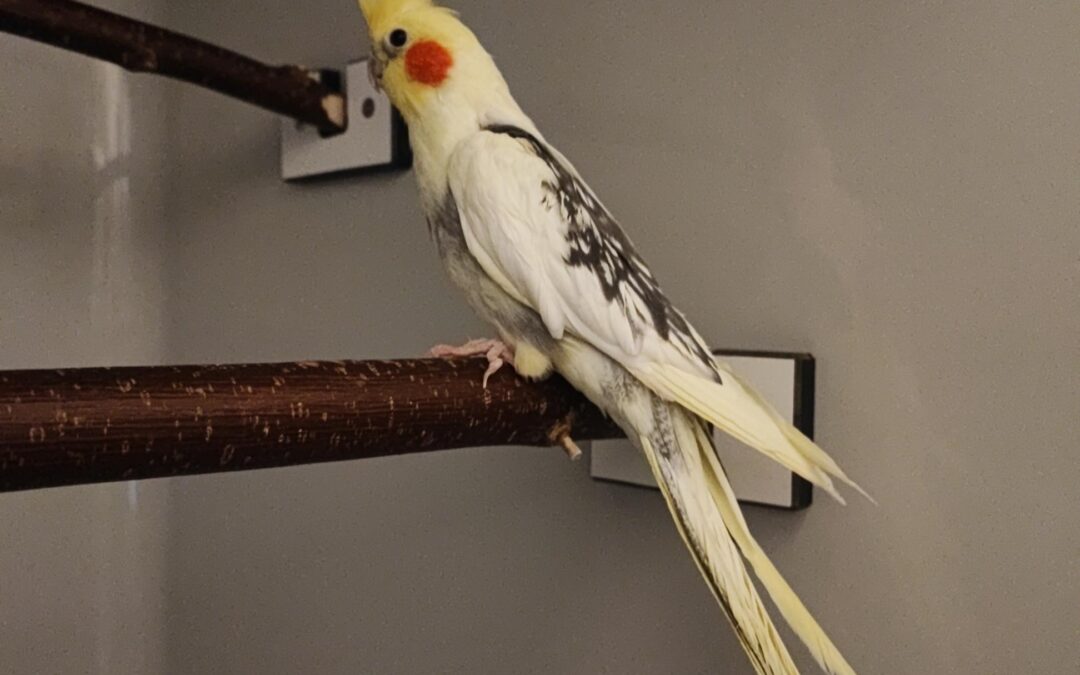 Fund Nymphensittich, Innsbruck  (11/2025)