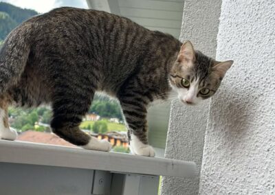 Molly, Going  (11/2025)