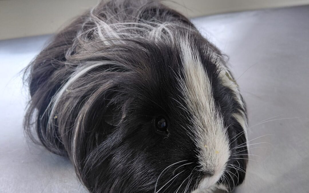 Fundtiere Meerschweinchen, Hall in Tirol  (11/2025)