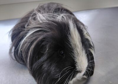 Fundtiere Meerschweinchen, Hall in Tirol  (11/2025)