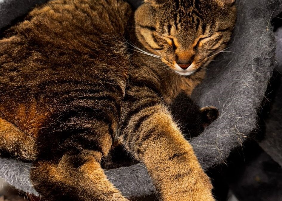 Smoky, Hall in Tirol  (11/2025)