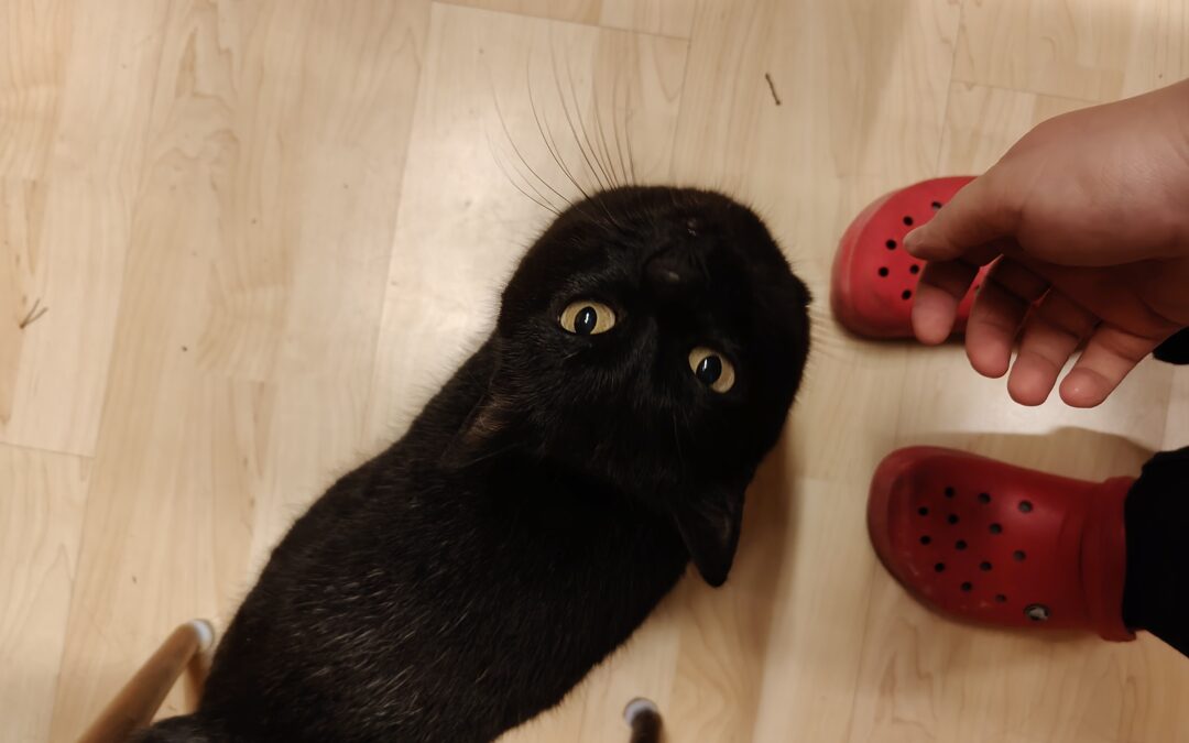 Fundtier Kater, Heiterwang  (11/2025)