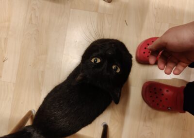 Fundtier Kater, Heiterwang  (11/2025)