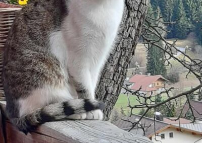 Bello, Hopfgarten  (11/2025)