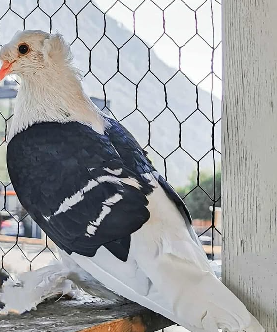 Clyde, Imst  (11/2025)