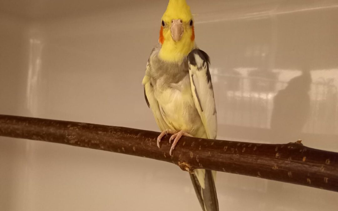 Fundtier Nymphensittich, Innsbruck  (11/2025)