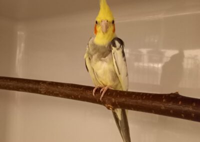 Fundtier Nymphensittich, Innsbruck  (11/2025)