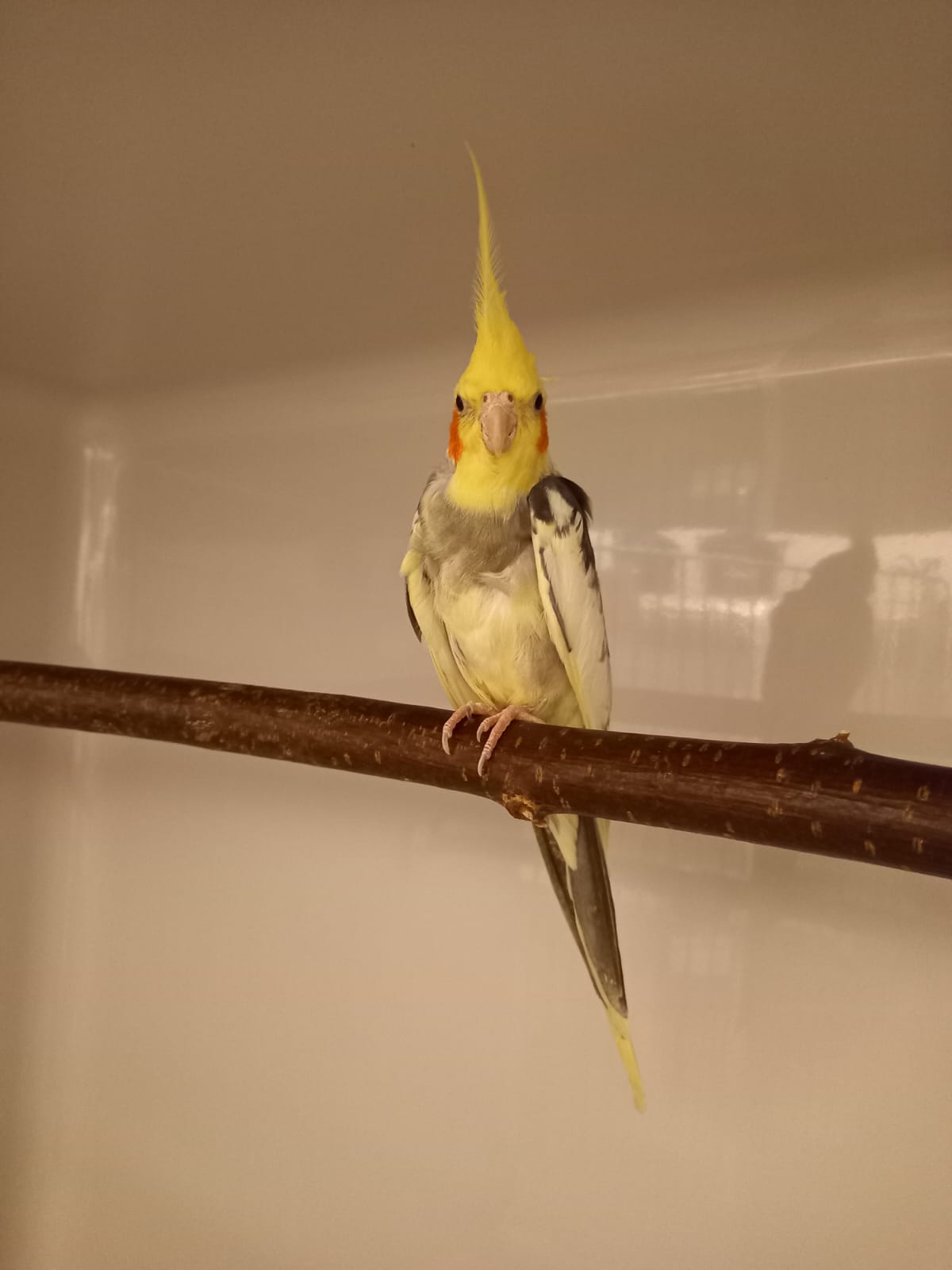 Innsbruck_FundNymphensittich_Justiz