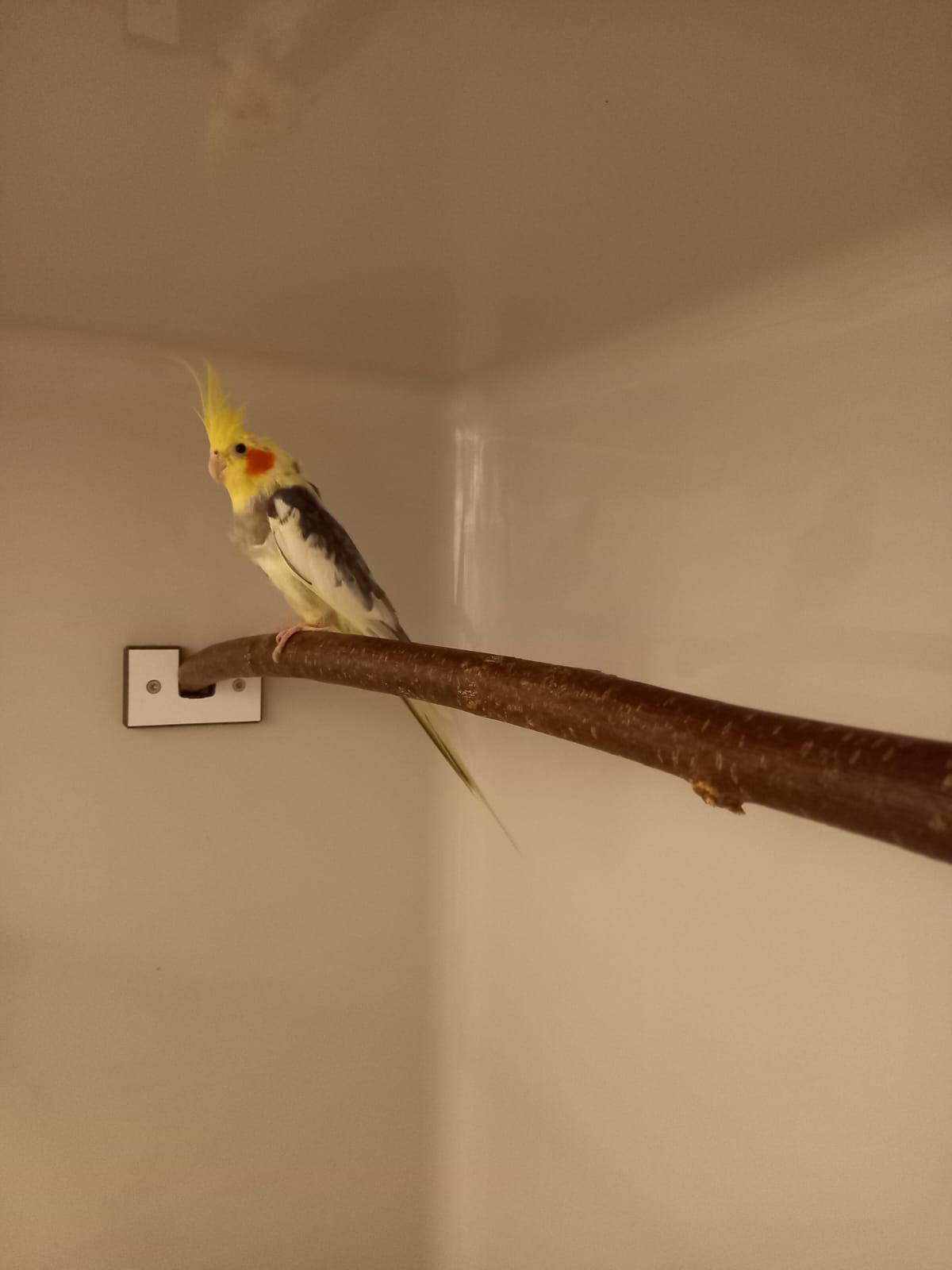 Innsbruck_FundNymphensittich_Justiz2